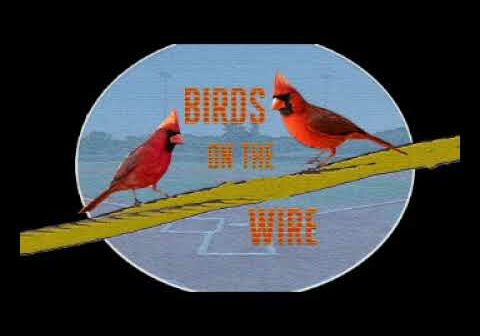 BIRDS ON THE WIRE